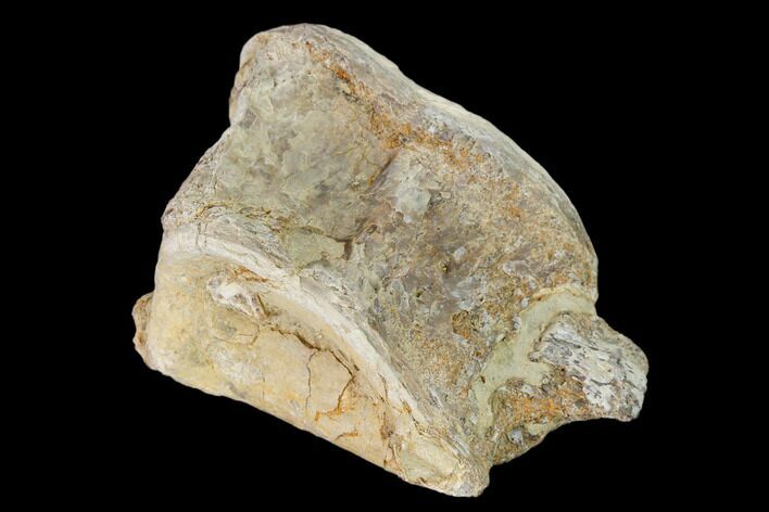 Fossil Xiphactinus (Cretaceous Fish) Vertebra - Kansas #139299